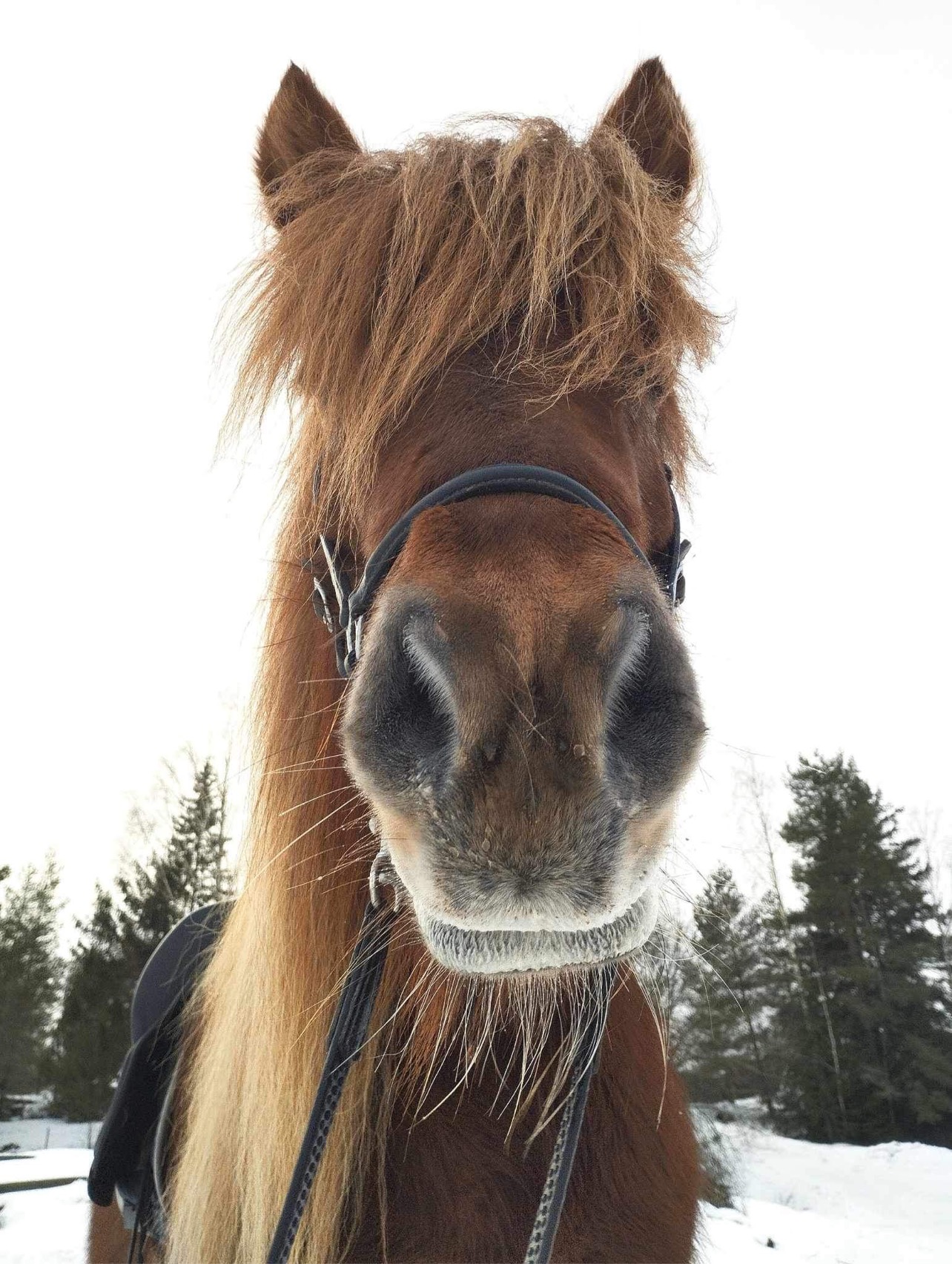 Kaakkolan tilan hevonen talvimaisemassa